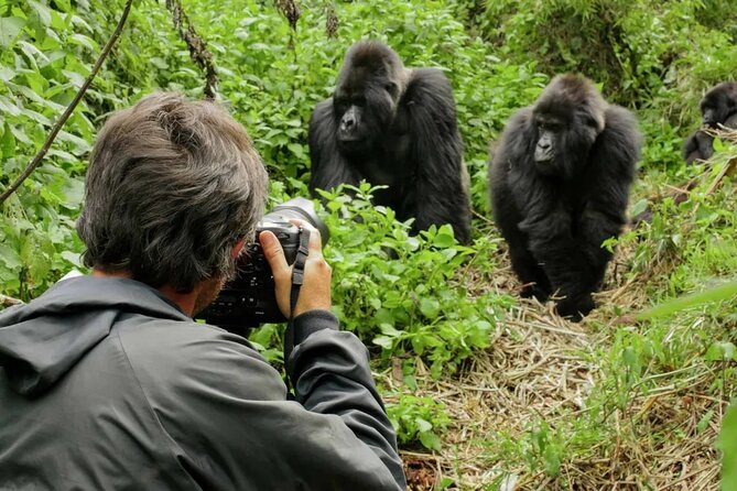 3 Day Uganda Gorilla Trekking and Batwa Pygmies Experience - Gorilla Trekking Day: Briefing, Family Assignment, and the One-Hour Rule