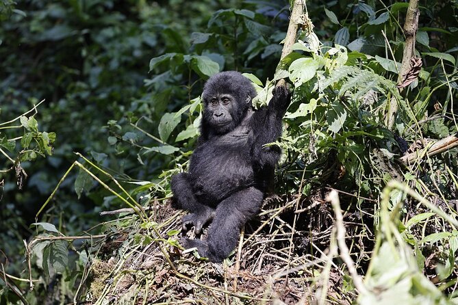 3 Day Uganda Gorilla Trekking and Batwa Pygmies Experience - Day 3 Back to Entebbe or Kampala: Calm Wind-Down Time