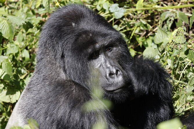 3 Day Uganda Gorilla Trekking and Batwa Pygmies Experience - Entering Bwindi: A Park Made for Real Forest Encounters
