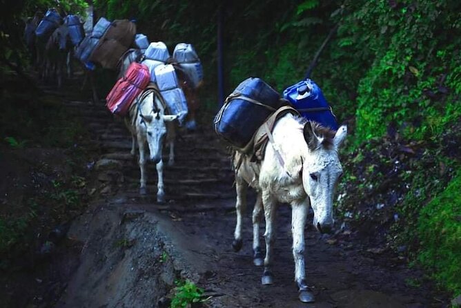 3 Days 2 Nights Poon Hill Trekking - Tea Houses, Meals, and Budget Reality
