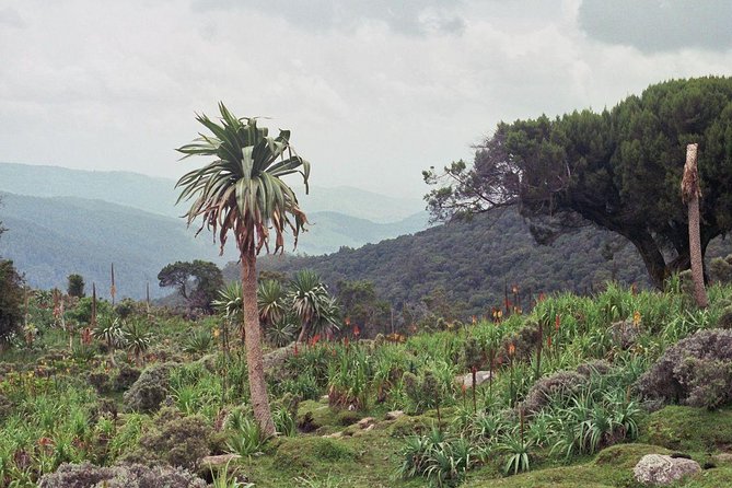 3 Days Bale Mountains Trekking - Key points before you go