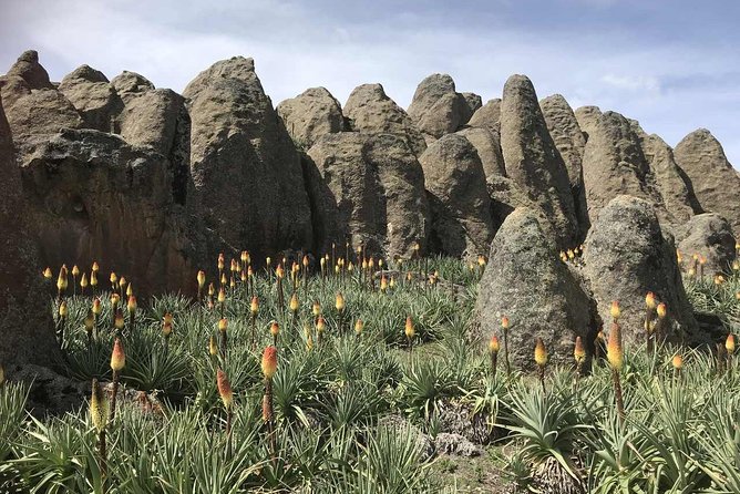 3 Days Bale Mountains Trekking - Day 2 at altitude: Sanetti Plateau and the Ethiopian wolf window