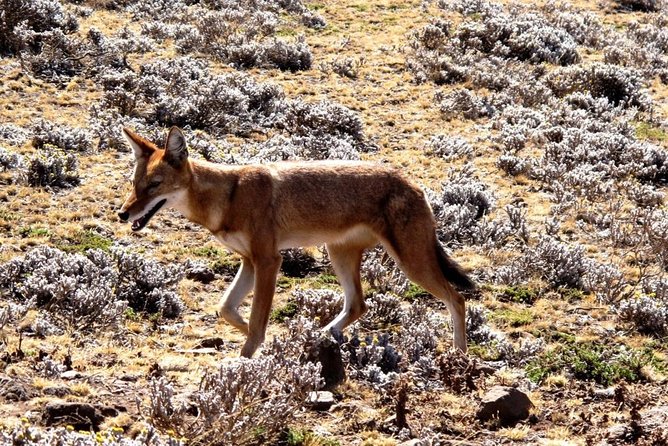 3 Days Bale Mountains Trekking - Guide quality and small group size: getting the most out of your attention