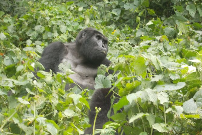 3 Days Bwindi Gorilla Trekking tour - The gorilla hour in Bwindi: trekking time, then one fixed moment