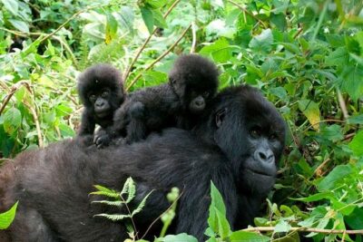 3 Days Bwindi Gorilla Trekking tour - The 7:45 briefing: your gorilla-day reality check (and why it helps)