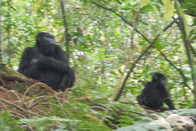 3 Days Bwindi Gorilla Trekking tour - Day 3 wrap-up: returning to Kampala/Entebbe with a lunch break