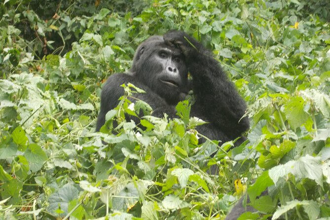 3 Days Bwindi Gorilla Trekking tour - Lodging, meals, and bottled water: what’s actually included