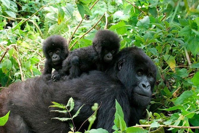 3 Days Bwindi Gorilla Trekking tour - The 7:45 briefing: your gorilla-day reality check (and why it helps)