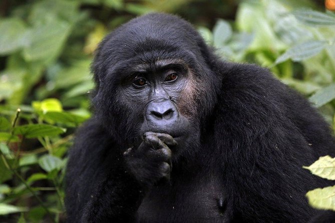 3 Days Gorilla Trekking Expedition Uganda - Day 1: Green Equator Masaka Road scenic cruising and arriving with time to spare