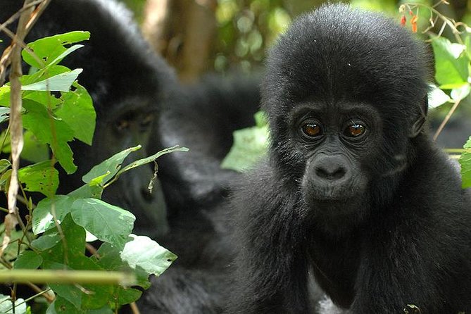 3 Days Gorilla Trekking Expedition Uganda - Day 2: The 7:00 AM briefing, hours of tracking, and that one unforgettable hour with gorillas
