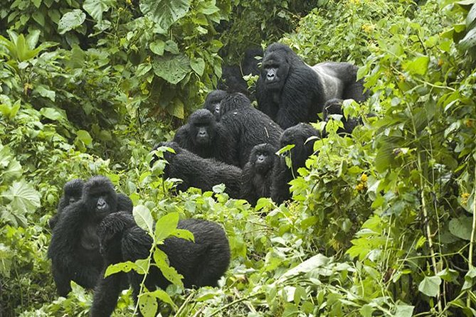 3 days Gorilla Trekking in Bwindi Inpenetrable national Park - Key Things That Matter Here