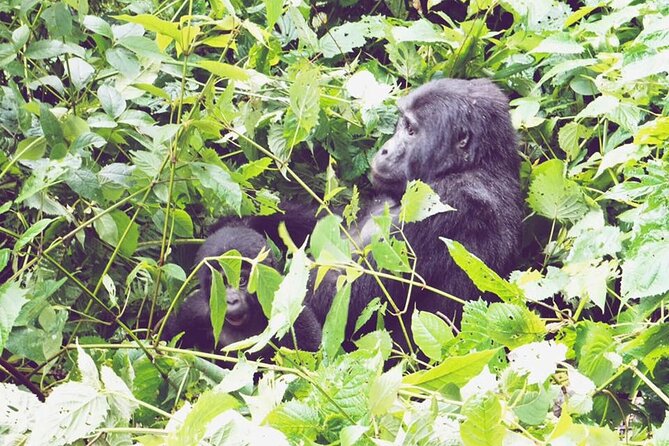 3 Days Gorilla Trekking Safari - What the Gorilla Hour Feels Like (and How to Prepare for It)