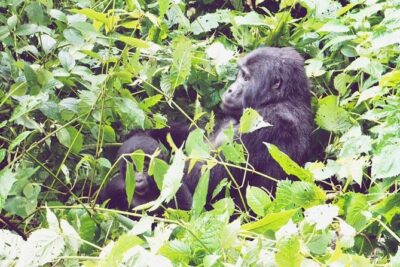 3 Days Gorilla Trekking Safari - Bwindi Gorilla Trekking: The Jungle Sets the Schedule