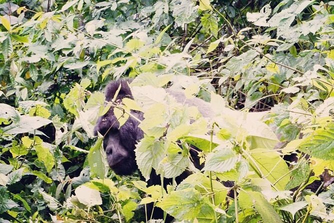 3 Days Gorilla Trekking Safari - Batwa Cultural Visit: A Different Kind of Forest Connection