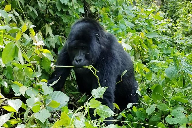 3 Days Gorilla Trekking Safari - Rwanda Morning, Rwanda Memory, and the View of Five Volcanoes