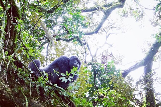 3 Days Gorilla Trekking Safari - Returning via Katuna and a Boat Ride Near Kigali