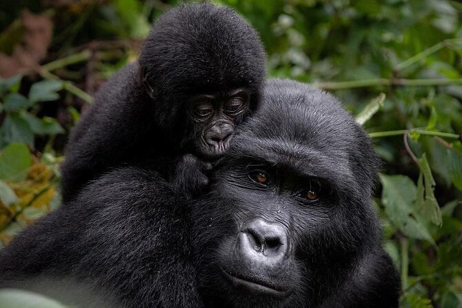 3 Days gorilla trekking Safari tour in Uganda - Key things that make this trip worth your time