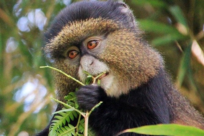 3 Days gorilla trekking Safari tour in Uganda - Lake Bunyonyi canoe ride: your reset button after trekking