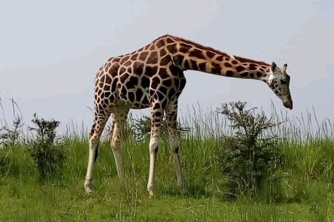 3 Days gorilla trekking Safari tour in Uganda - Private guide + 4x4 transport: where comfort actually helps your experience