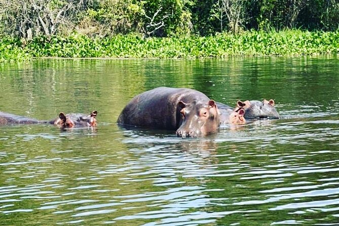 3 Days gorilla trekking Safari tour in Uganda - Price of $2,600 per person: what you’re really buying
