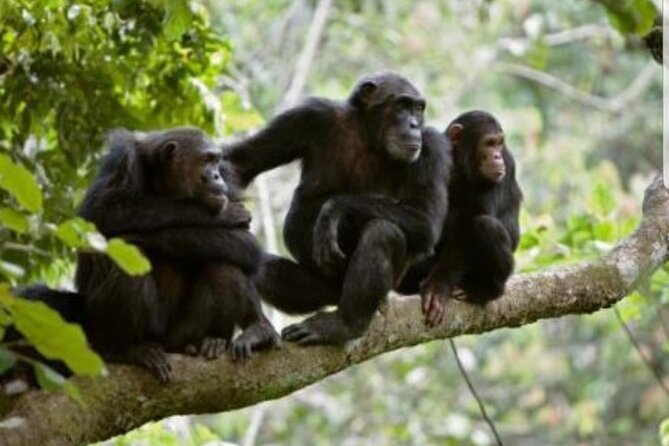 3 Days gorilla trekking Safari tour in Uganda - The itinerary, in human terms: how each day fits together