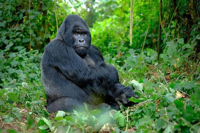 3 Days gorilla trekking Safari tour in Uganda - The Batwa community tour: cultural context before the big wildlife moment