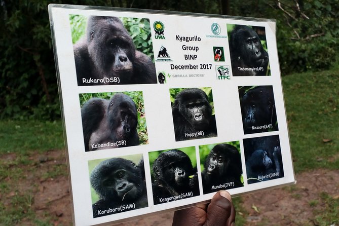 3 Days Gorilla trekking Safari Uganda, Bwindi Impenetrable Forest - Price and logistics: what you’re really paying for