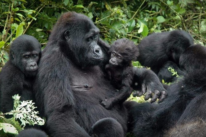 3 Days Gorilla trekking tour - Key things I’d remember before you go