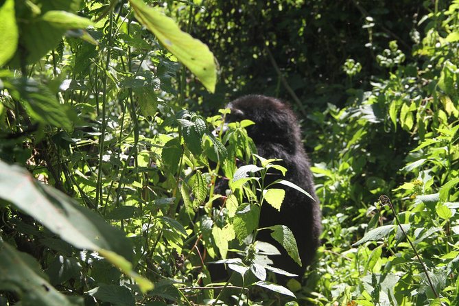 3 Days Gorilla trekking tour - Day 2: Gorilla trekking day, plus the Lake Bunyonyi stop on the program