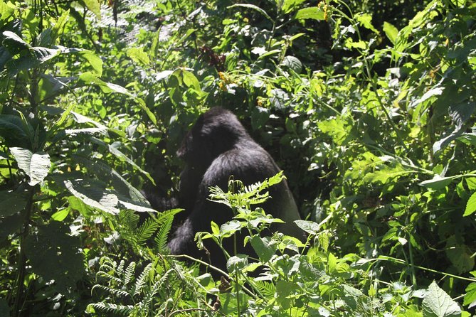 3 Days Gorilla trekking tour - Lodges near Bwindi: what the named stays mean for your comfort