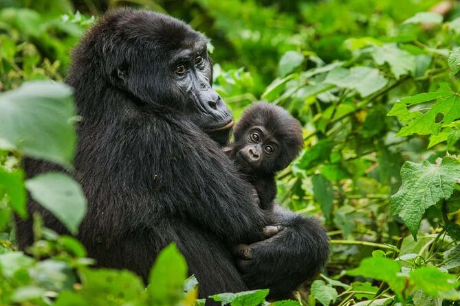 3 Days Gorilla trekking tour - Day 3: Back to Entebbe with a lunch stop in Mbarara or Masaka