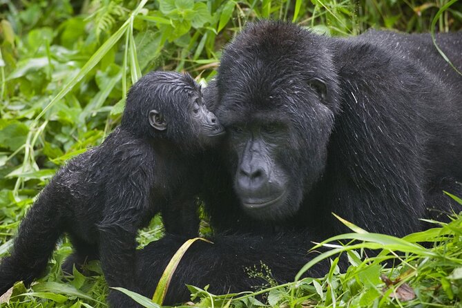 3 Days Gorilla trekking tour - Who this tour fits best (and who should rethink it)