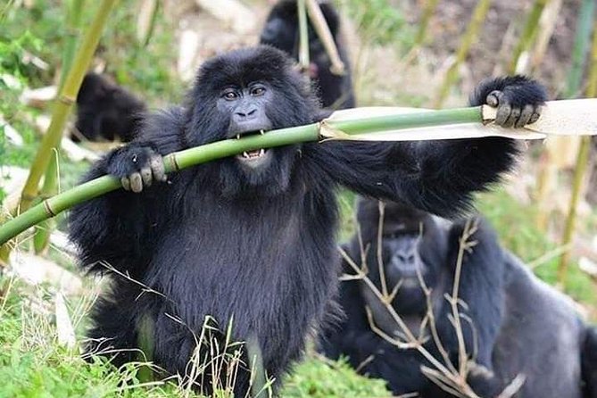 3 Days Lake Bunyonyi and Gorilla Trekking Tour in Uganda - Bwindi Gorilla Trek: ranger briefing and a day that can stretch