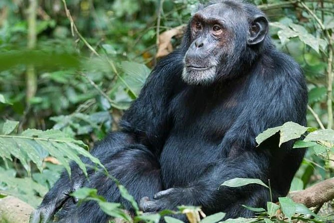 3 Days Lake Bunyonyi and Gorilla Trekking Tour in Uganda - Price and value: why $2,194.88 can make sense here