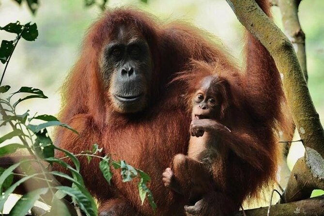 3 Days Orangutan Sumatra Jungle Trekking with Rafting - Key highlights you’ll feel fast