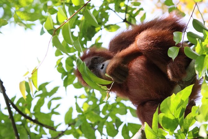 3 Days Orangutan Sumatra Jungle Trekking with Rafting - Why the Bukit Lawang Orangutan + River Combo makes sense