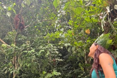 3 Days Orangutan Sumatra Jungle Trekking with Rafting - Getting started in Medan area: 8:30 am at Bukit Lawang