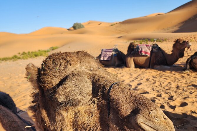 3 Days Priavte Desert Tour From Marrakech To Merzouga &Camel Trek - The big picture: Marrakech to Merzouga in 3 days