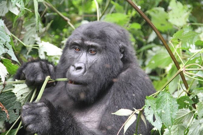 3 Days Private Bwindi Gorillas and Volcanoes Golden Monkey Trek - Kigali to Bwindi: history first, then hill-country Rwanda