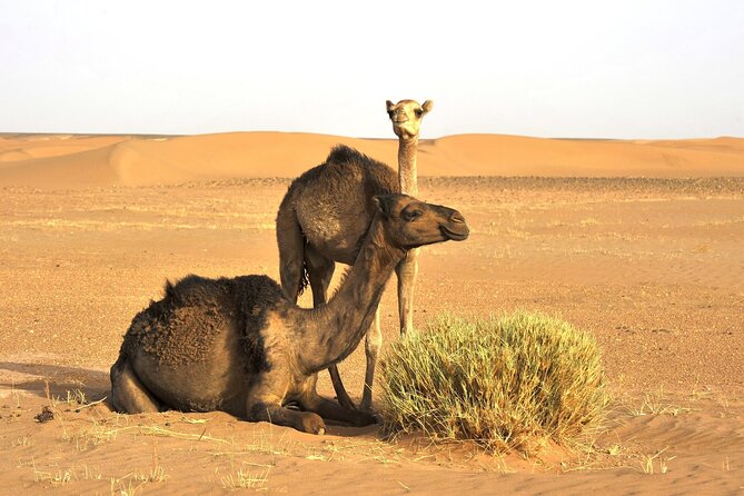 3-Days Private Sahara Desert Trek - Day 3: Breakfast, A Nomad-Style Rhythm Back To M’Hamid, And A Shower
