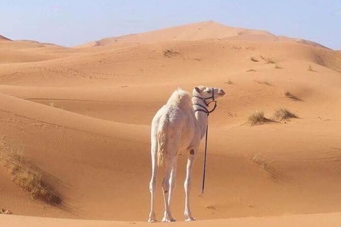 3-Days Private Sahara Desert Trek - How Far $222.04 Goes In The Sahara (And What Makes It Value)