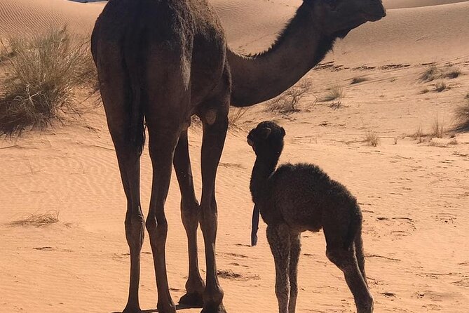3-Days Private Sahara Desert Trek - What Could Feel Hard: Fitness, Weather, And Sand Time