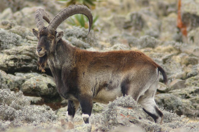 3 Days Simien Mountains Trekking - Pace, packing, and fitness: how to make the most of the climbs