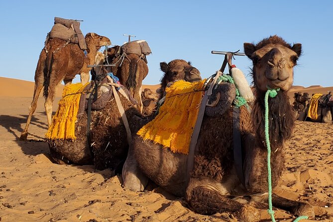 3 Days Tour from Marrakech to Merzouga Dunes and Camel Trek - Key Highlights You’ll Actually Feel
