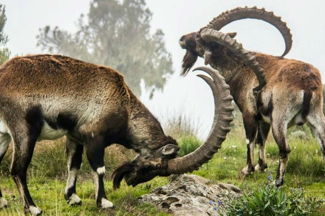 3 Days Trekking Simien Mountains Tours - Getting to the Trail: Gondar, Debark, Permits, and That First Big Day