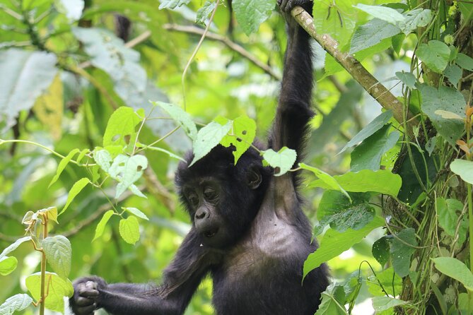 3 Days Uganda Gorilla trek Safari Tour - Key highlights you’ll feel in real time