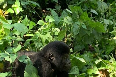 3 Days Uganda Gorilla trek Safari Tour - Kampala to Bwindi: long drive, quick science stop, and the start of the story