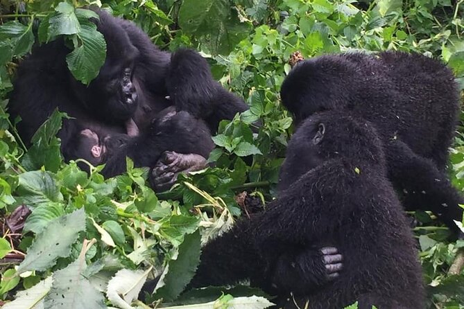 3 Days Uganda Gorilla Trekking Safari - Gorilla briefing, rugged tracking, and your one-hour gorilla window