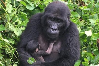 3 Days Uganda Gorilla Trekking Safari - Rushaga Gorilla Havens Lodge and the Batwa cultural trail on Day 1