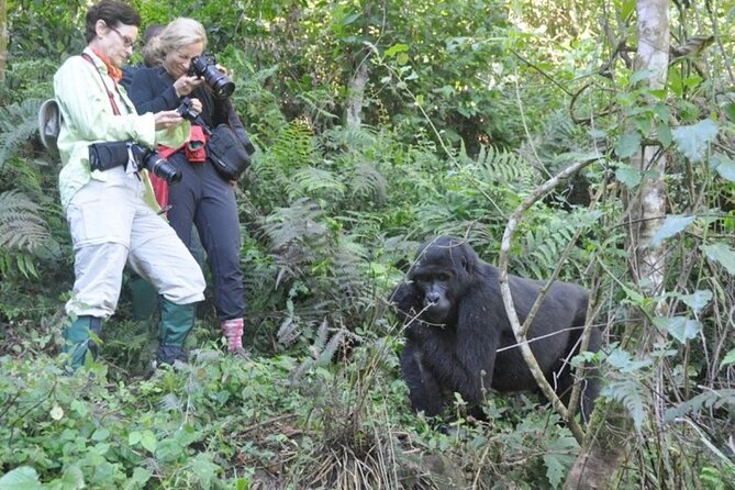 3 Days Uganda Gorilla Trekking Safari - Price and value for a three-day gorilla safari from Kigali